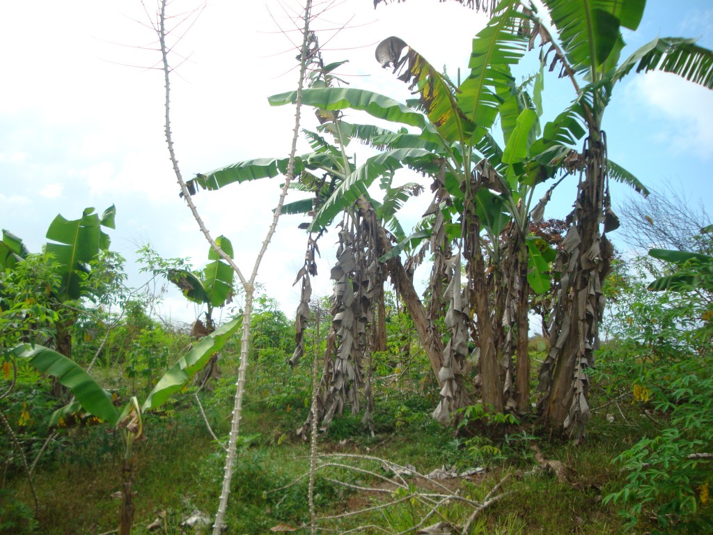 Foto de Quebrada López (Colón), Panamá