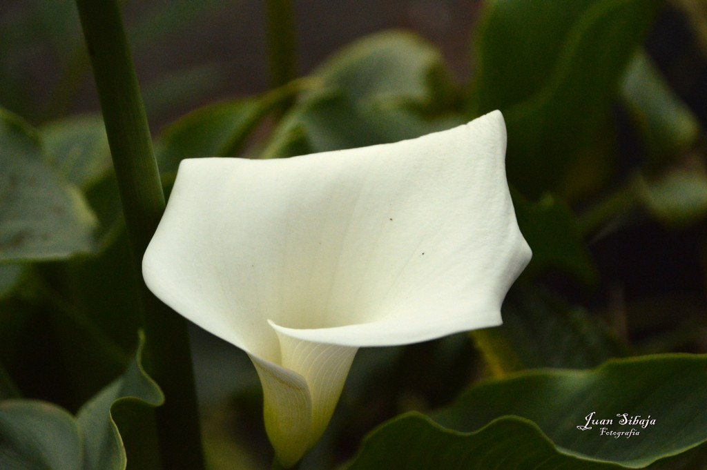 Foto de Alajuela, Costa Rica