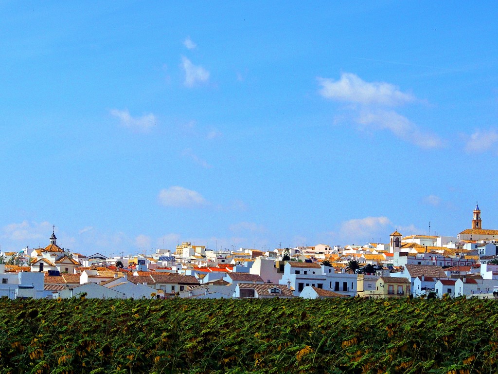 Foto: Entre Jirasoles - Montellano (Sevilla), España