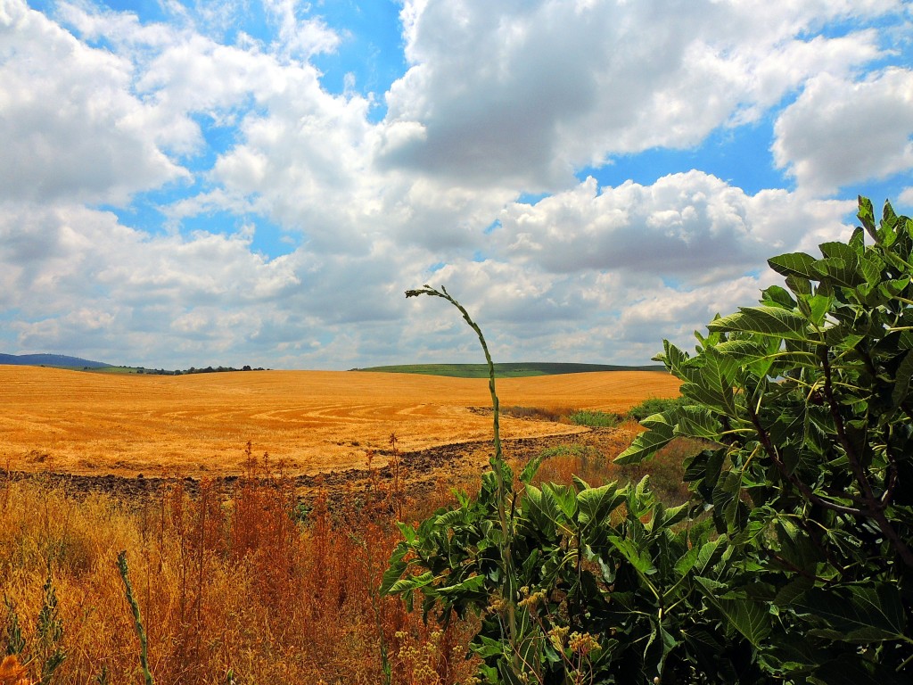 Foto de Montellano (Sevilla), España