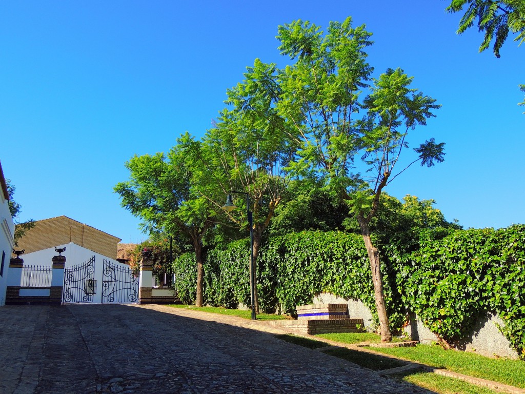 Foto: Parque de la Fuente Vieja - Aznalcazar (Sevilla), España