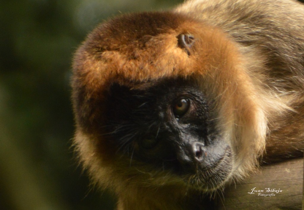 Foto de San José, Costa Rica