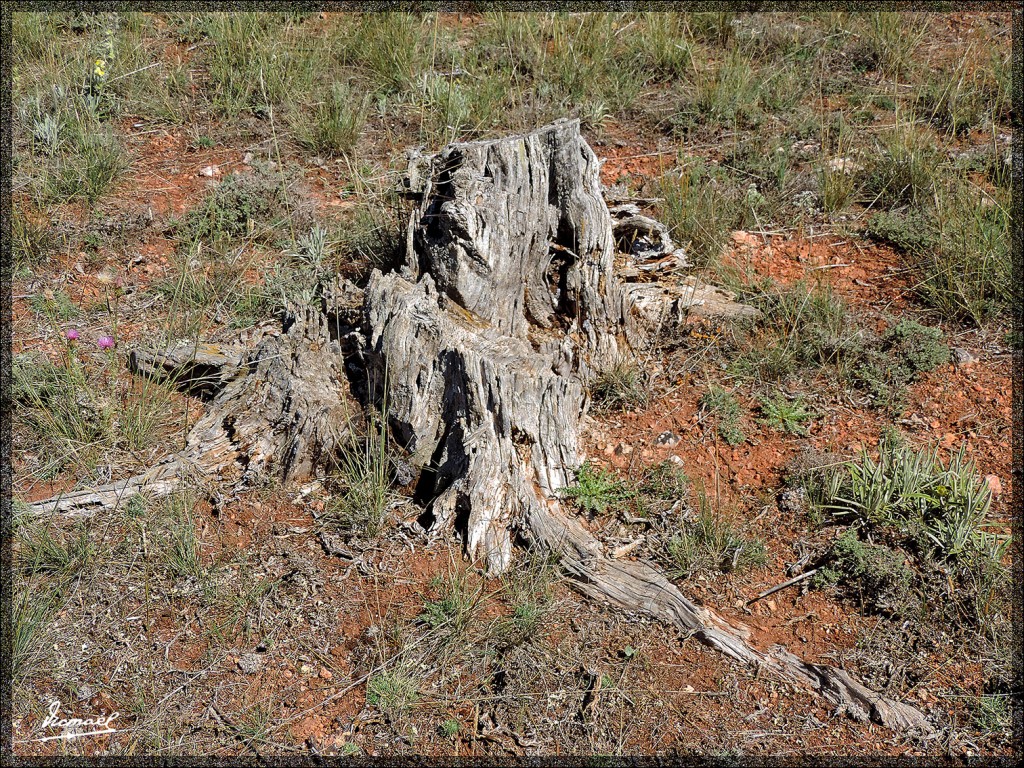 Foto: 140715-13 ALCONCHEL DE ARIZA - Alconchel De Ariza (Zaragoza), España