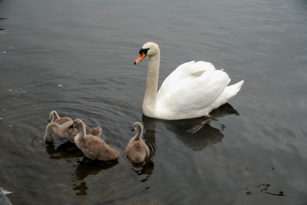 Foto de Stavanger, Noruega