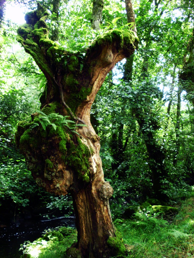 Foto de Chantada (Lugo), España