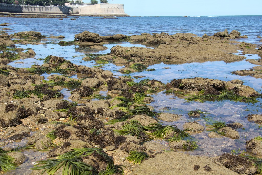 Foto de Cádiz (Andalucía), España