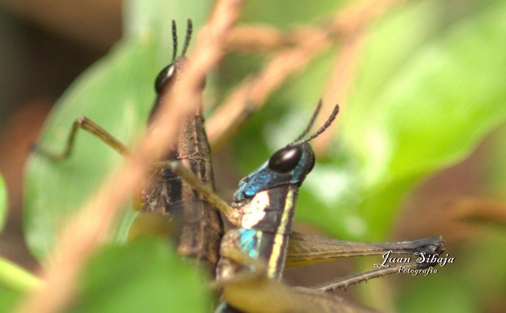 Foto de Cartago, Costa Rica