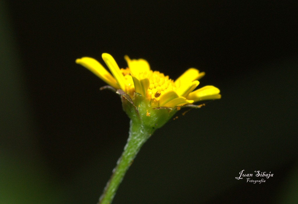 Foto de Cartago, Costa Rica