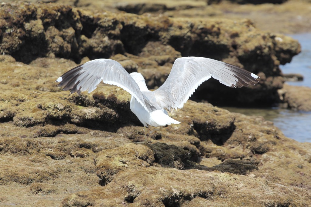 Foto de Cádiz (Andalucía), España