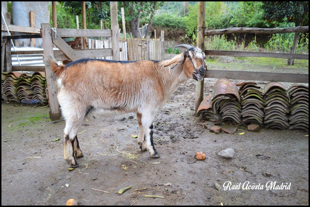 Foto de Doñihue (Libertador General Bernardo OʼHiggins), Chile