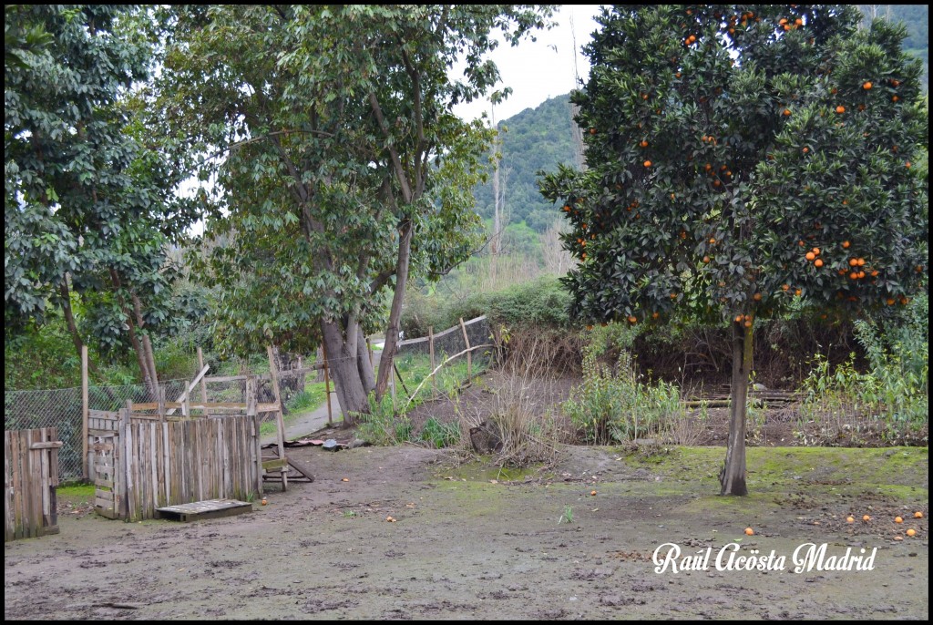 Foto de Doñihue (Libertador General Bernardo OʼHiggins), Chile