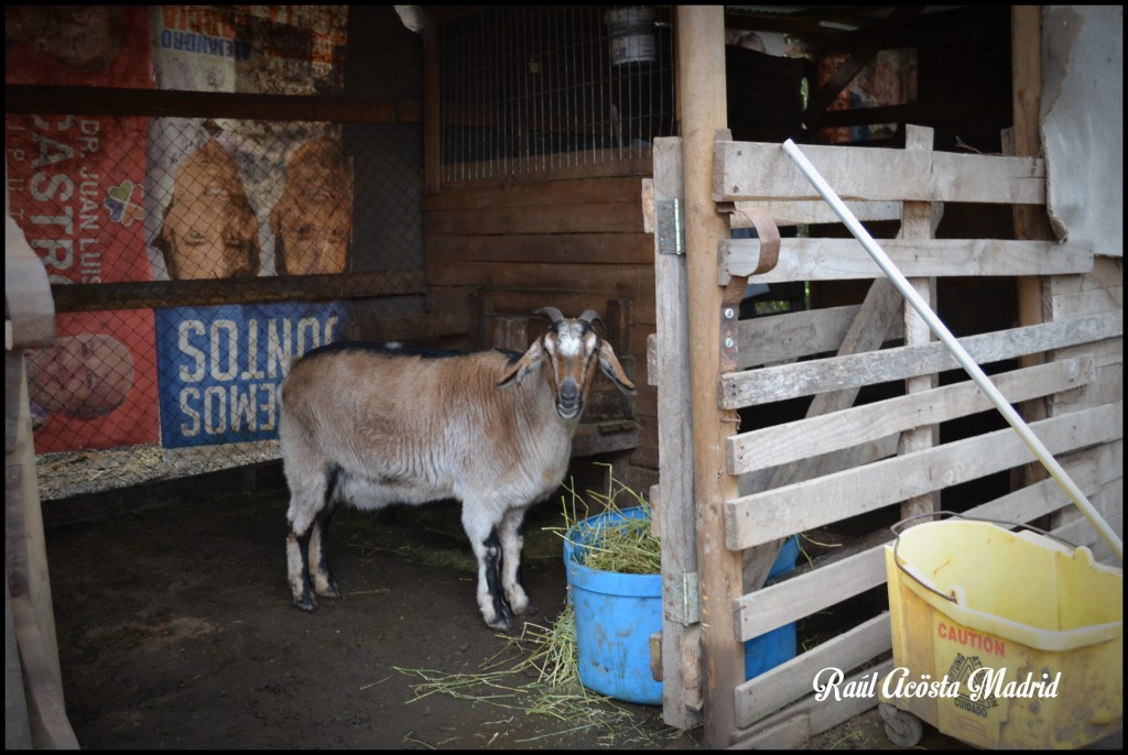 Foto de Doñihue (Libertador General Bernardo OʼHiggins), Chile