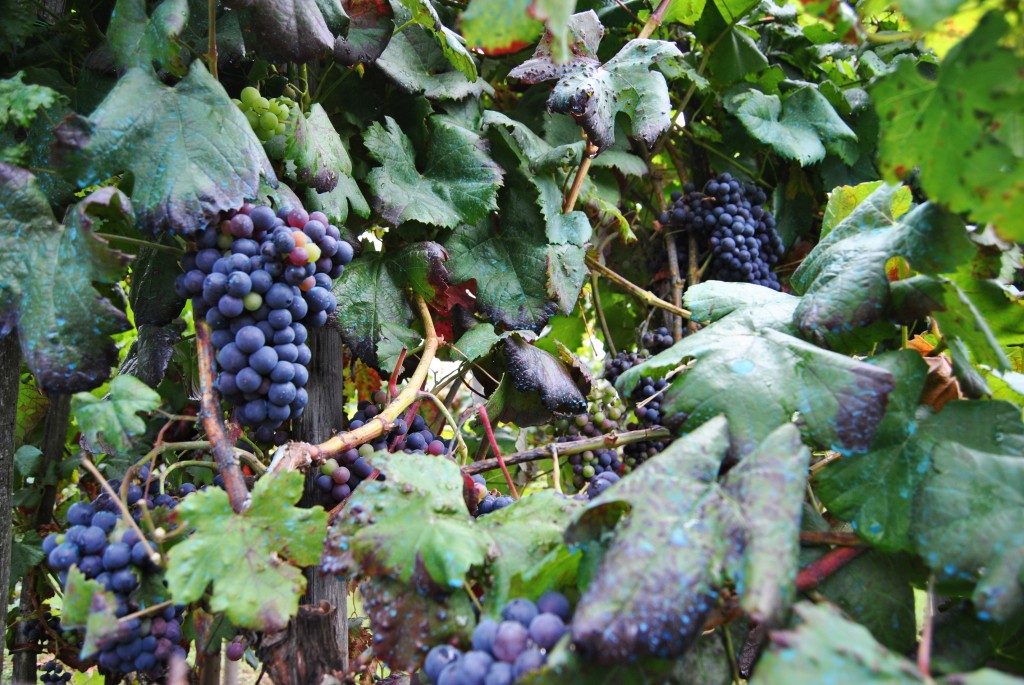 Foto de Carballino (Ourense), España