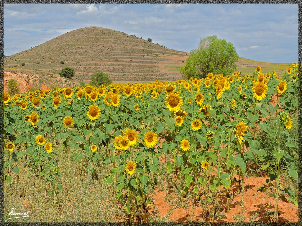 Foto: 140822-21 ALDEHUELA D LIESTOS - Aldehuela De Liestos (Zaragoza), España