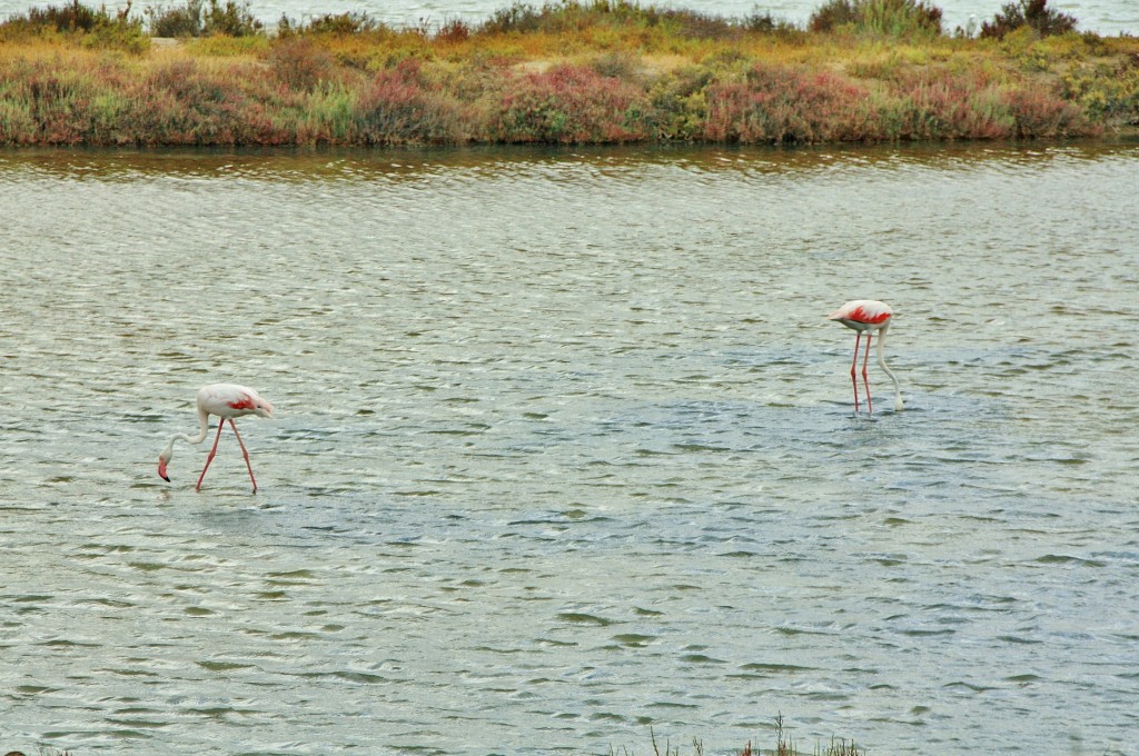Foto: Salinas - Cagliari (Sardinia), Italia