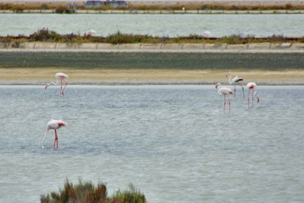 Foto: Salinas - Cagliari (Sardinia), Italia