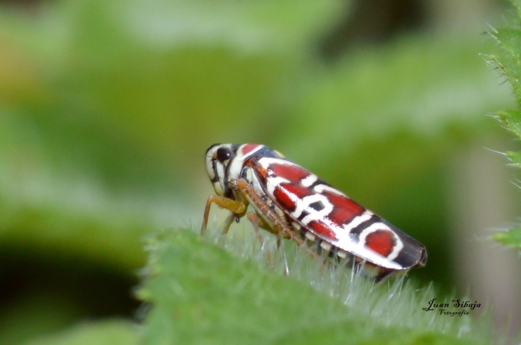 Foto de San Ignacio de Acosta (San José), Costa Rica