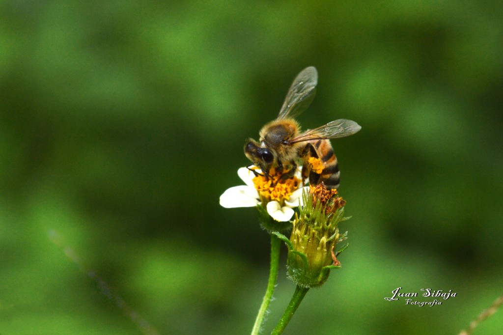 Foto de San Ignacio de Acosta (San José), Costa Rica