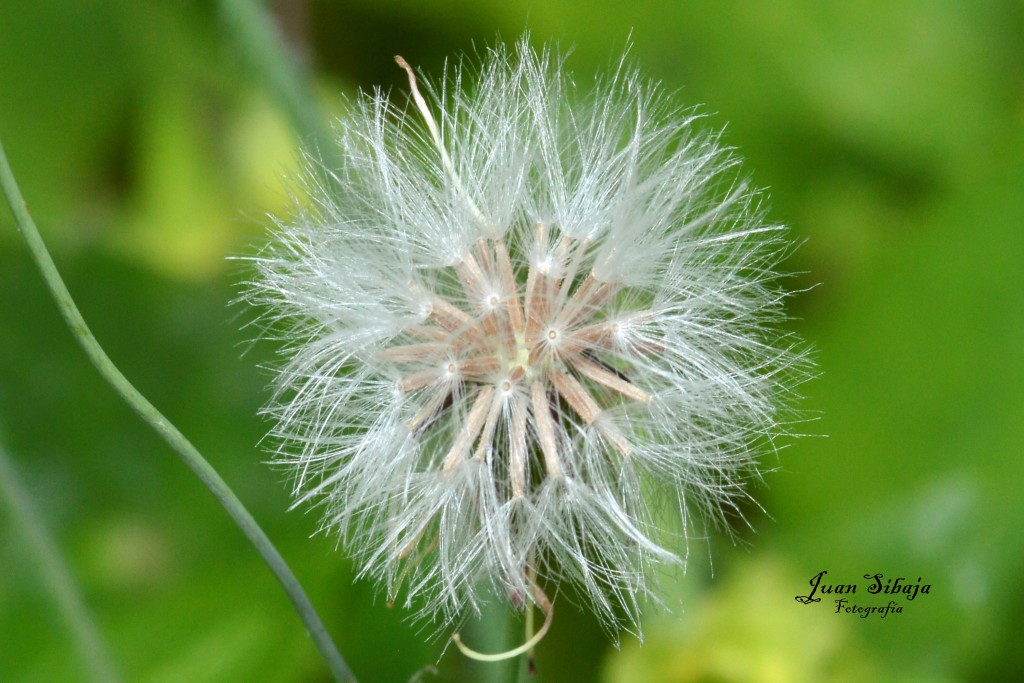 Foto de San Ignacio de Acosta (San José), Costa Rica