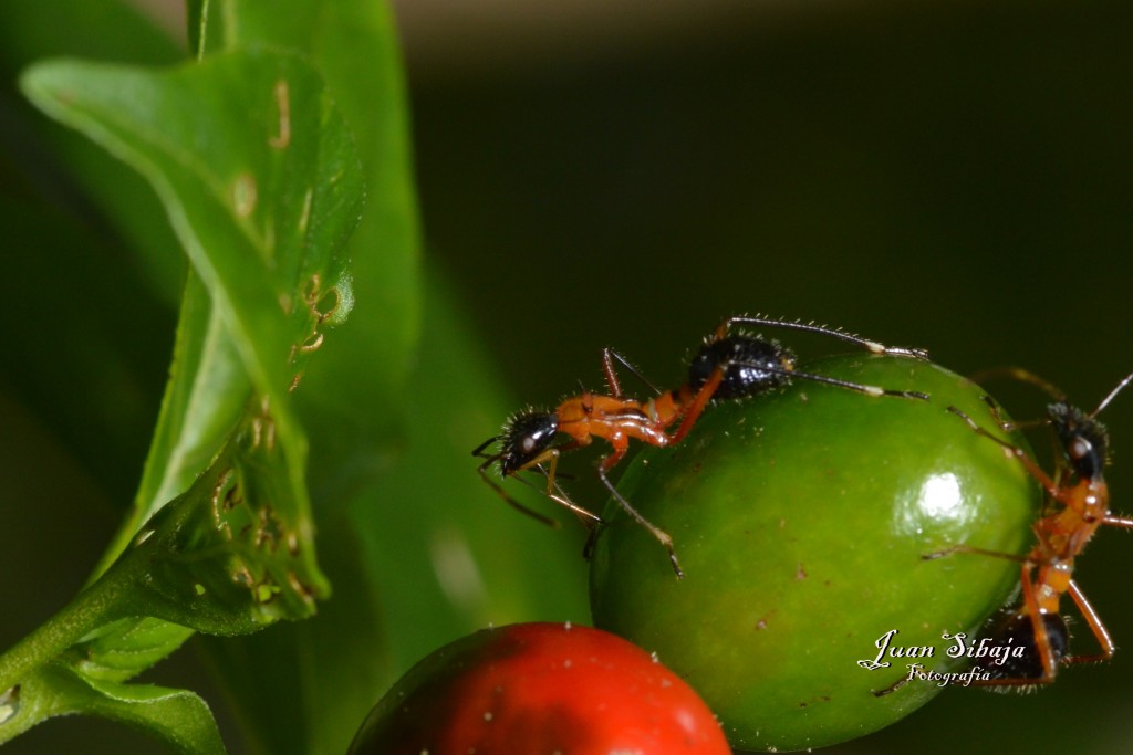 Foto de San Ignacio de Acosta (San José), Costa Rica