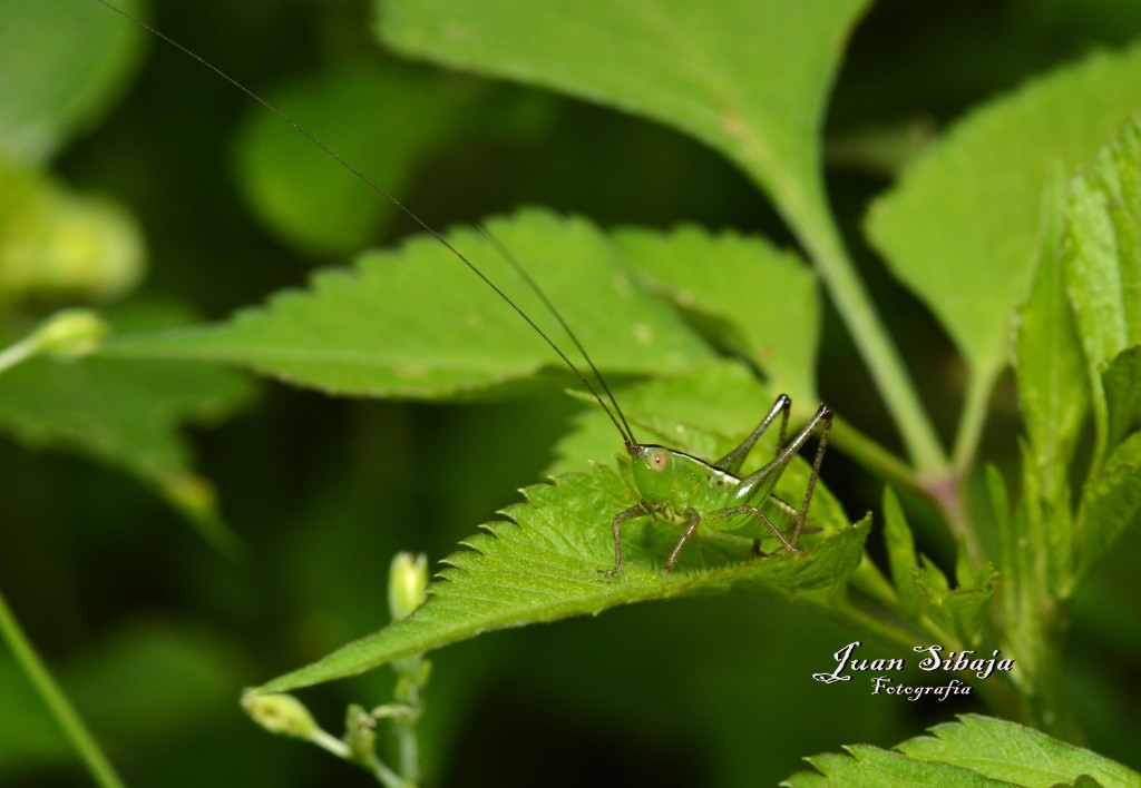 Foto de San Ignacio de Acosta (San José), Costa Rica