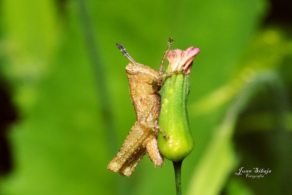 Foto de San Ignacio de Acosta (San José), Costa Rica