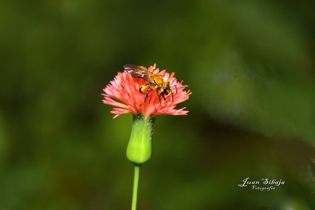 Foto de San Ignacio de Acosta (San José), Costa Rica