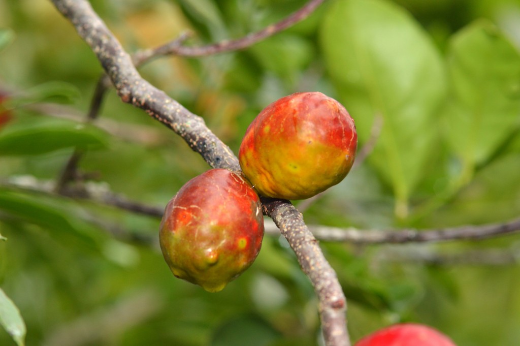 Foto de San Ignacio de Acosta (San José), Costa Rica