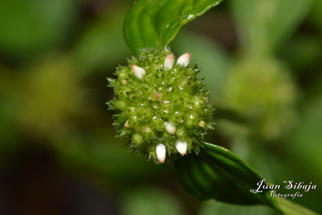 Foto de San Ignacio de Acosta (San José), Costa Rica