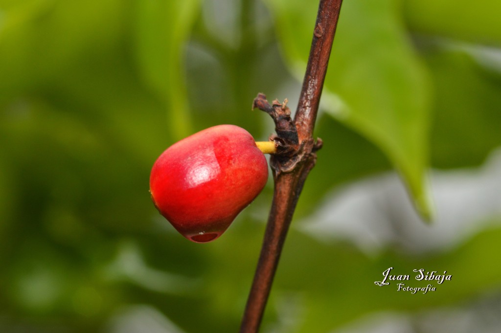 Foto de San Ignacio de Acosta (San José), Costa Rica