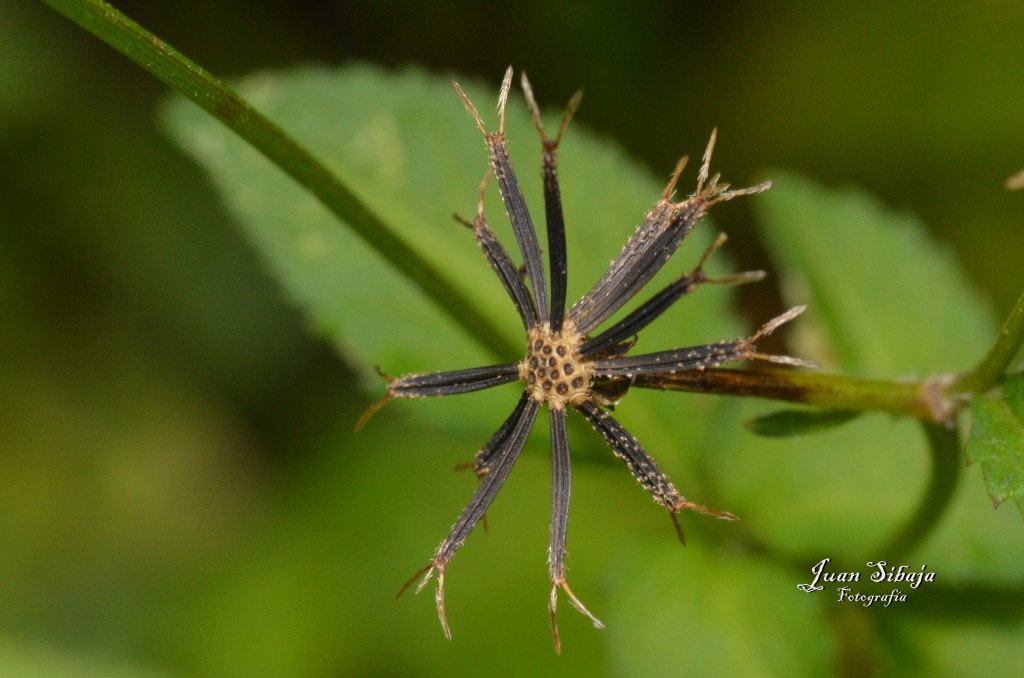 Foto de San Ignacio de Acosta (San José), Costa Rica