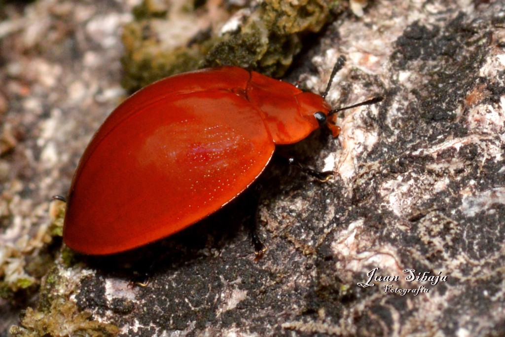 Foto de San Ignacio de Acosta (San José), Costa Rica