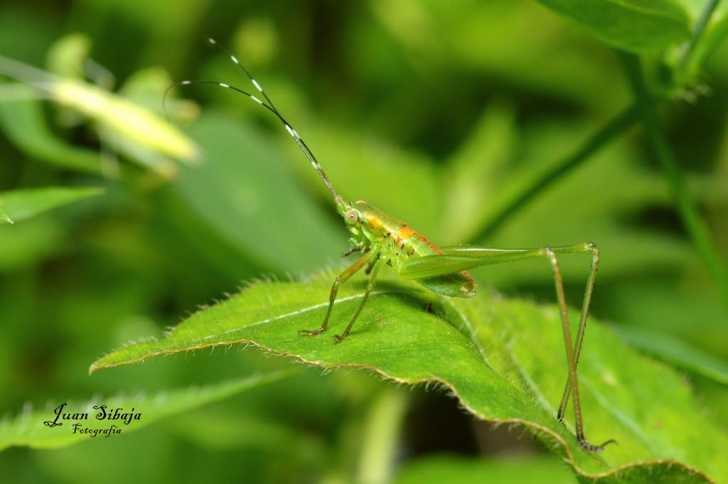 Foto de San Ignacio de Acosta (San José), Costa Rica