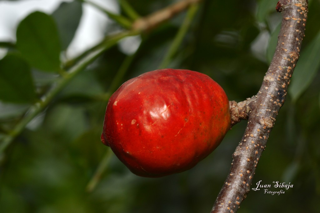Foto de San Ignacio de Acosta (San José), Costa Rica