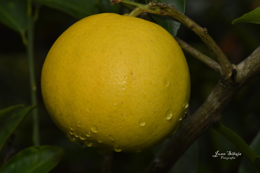 Foto: Naranja - San Ignacio de Acosta (San José), Costa Rica