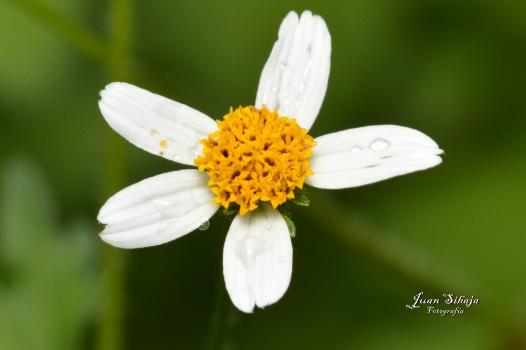 Foto de San Ignacio de Acosta (San José), Costa Rica