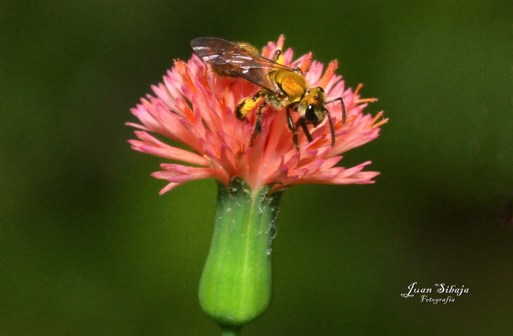Foto de San Ignacio de Acosta (San José), Costa Rica