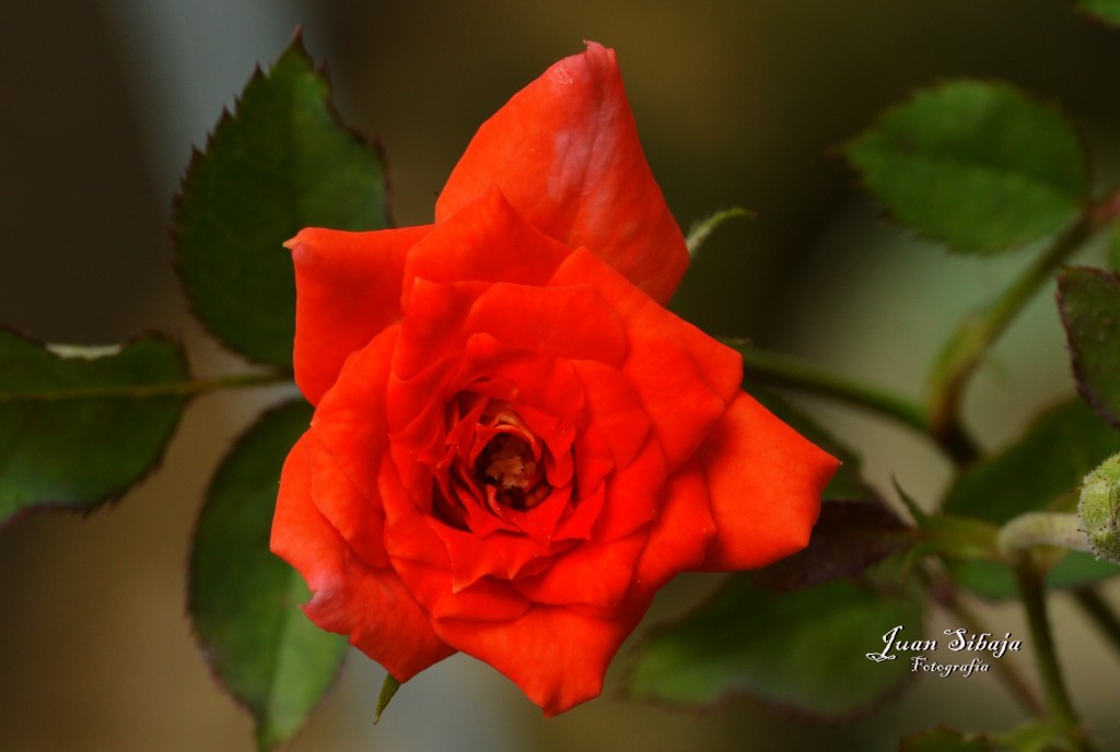 Foto: Flores de Costa Rica - Alajuela, Costa Rica