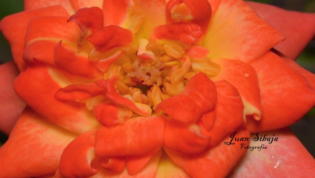 Foto: Flores de Costa Rica - Alajuela, Costa Rica