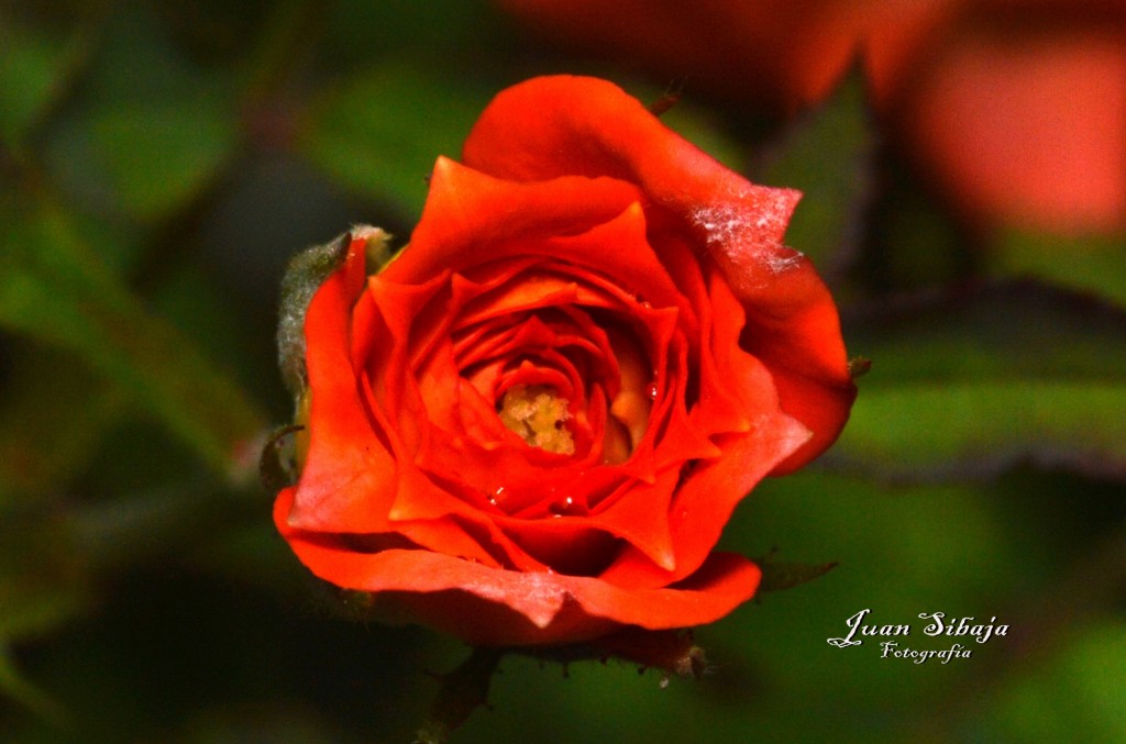 Foto: Flores de Costa Rica - Alajuela, Costa Rica