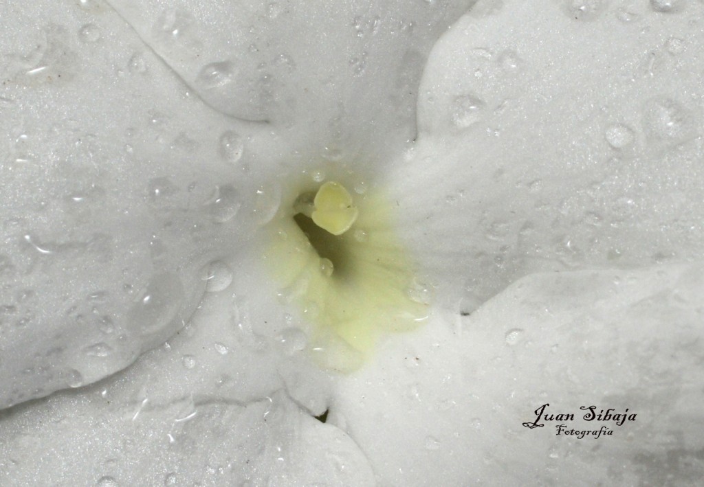 Foto: Flores de Costa Rica - Alajuela, Costa Rica
