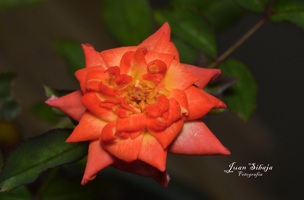 Foto: Flores de Costa Rica - Alajuela, Costa Rica