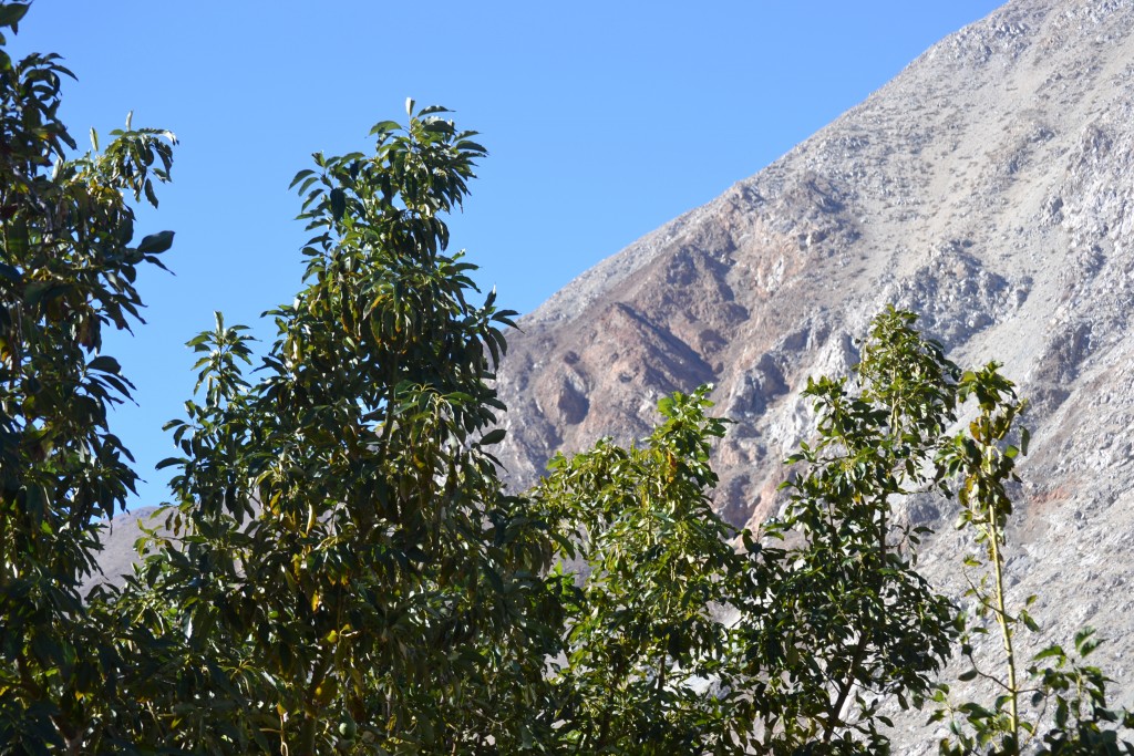 Foto: PAISAJES - La Higuerita (Atacama), Chile