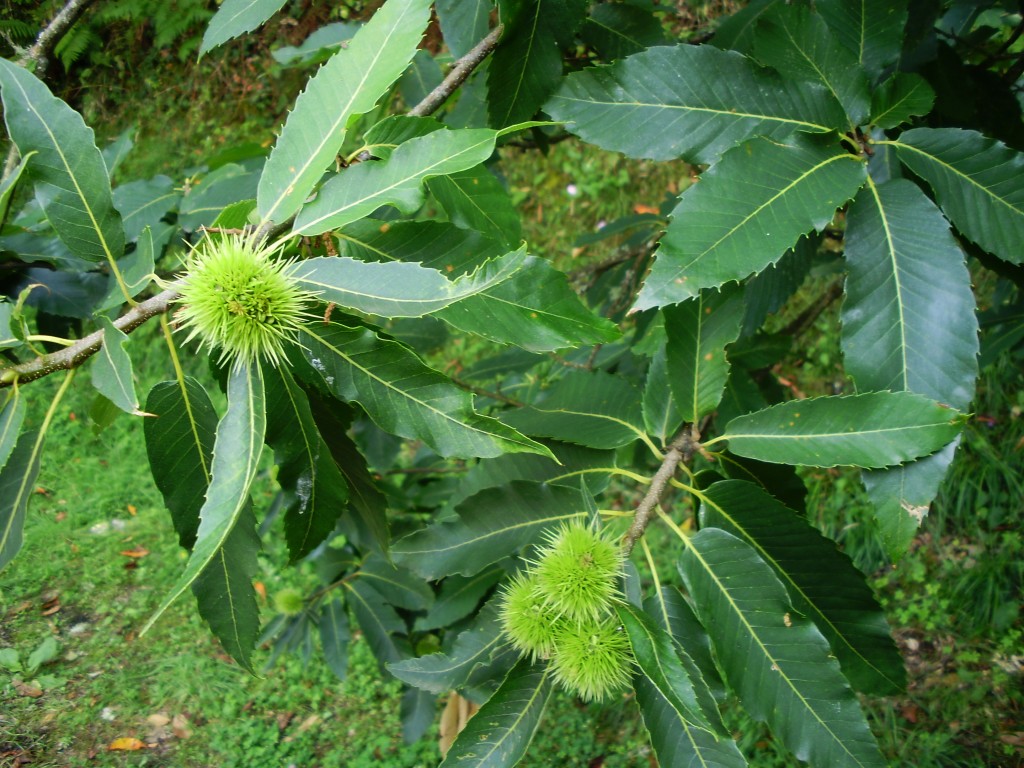 Foto de Vizela (Braga), Portugal