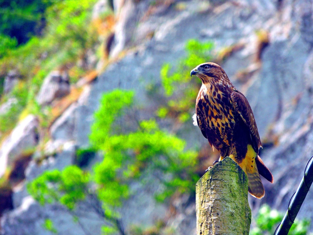 Foto de Desfiladero de los Beyos (Asturias), España