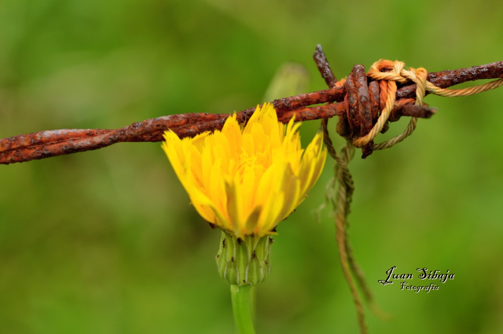 Foto de San Ramon (Alajuela), Costa Rica