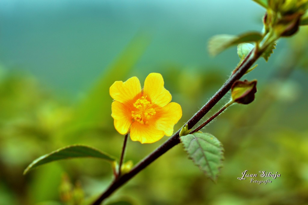 Foto de San Ramon (Alajuela), Costa Rica