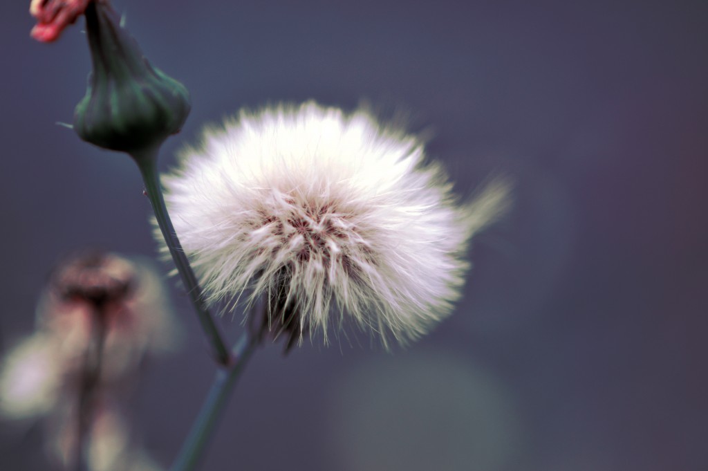 Foto de San Ramon (Alajuela), Costa Rica