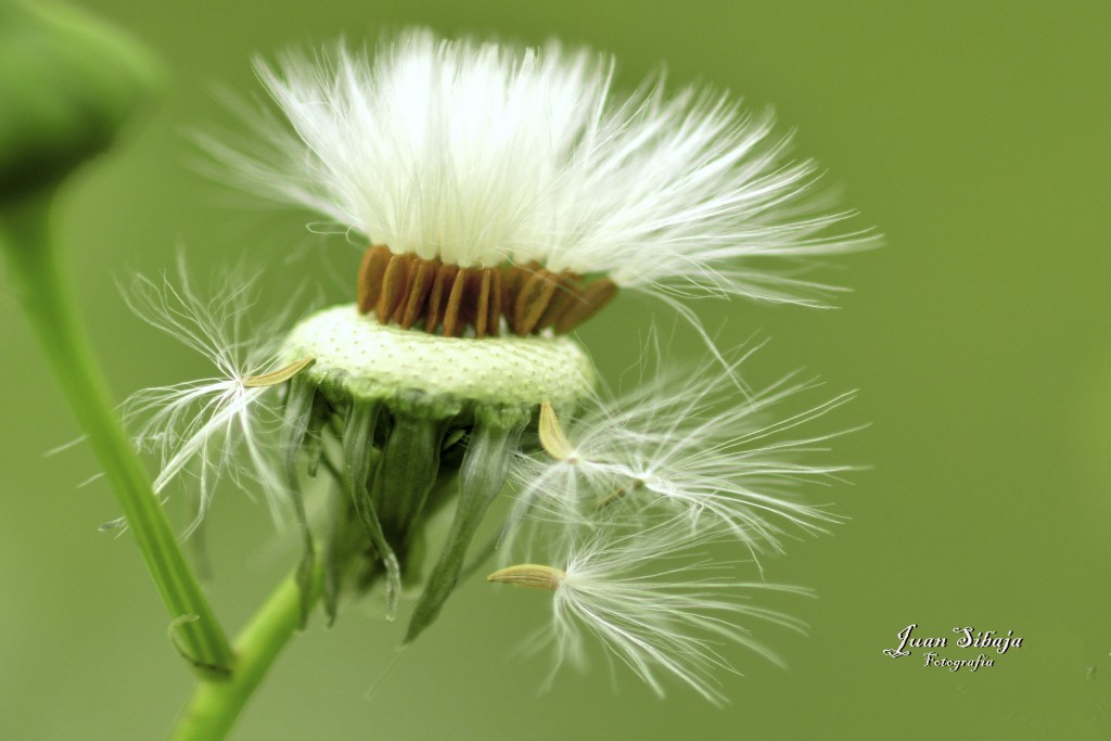 Foto de San Ramon (Alajuela), Costa Rica