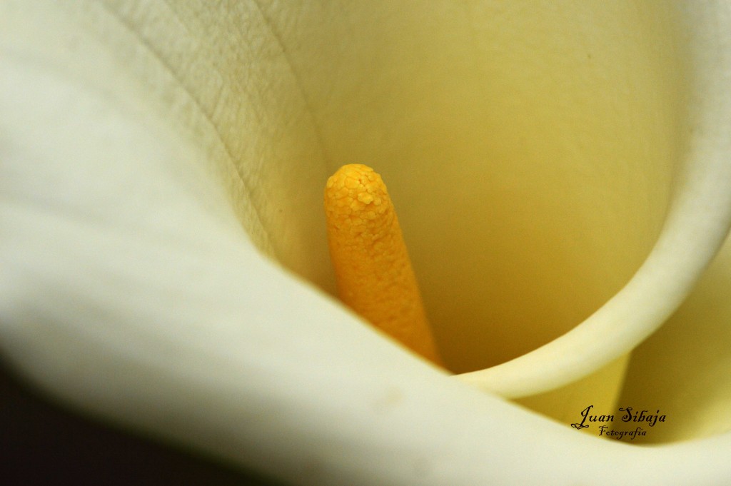 Foto de San Ramon (Alajuela), Costa Rica